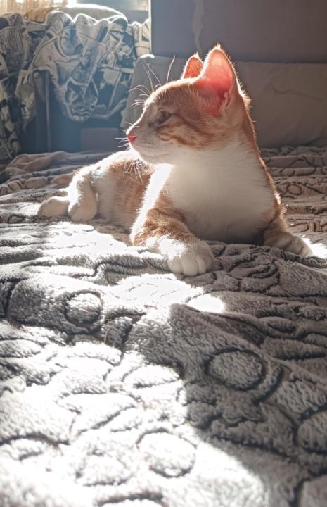 Sergio Ramos torrijos