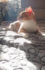 Sergio Ramos torrijos