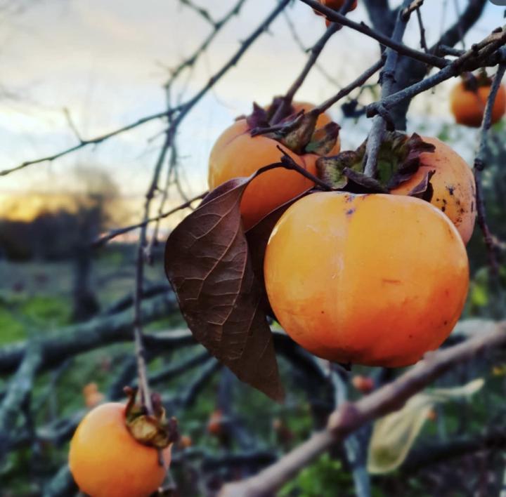 Automne dans le Béarn, France.