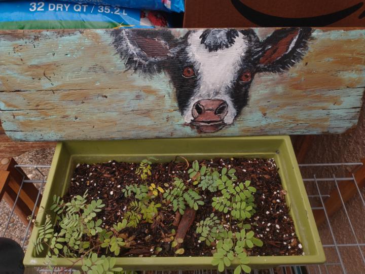 Nativity Scenes and Calf I painted on a board