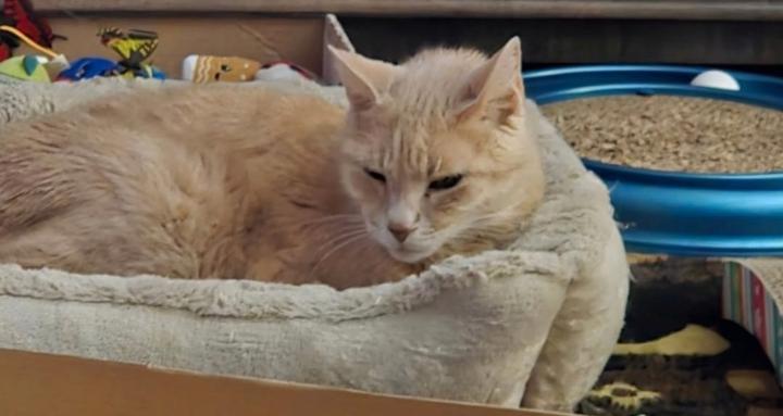 No More Purrs. Cat Loss Group.