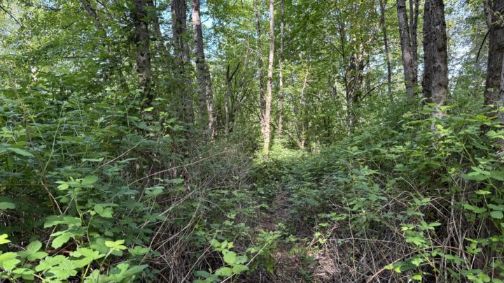 Blackberry, alder, old cars and cottonwood - 1+ acres 