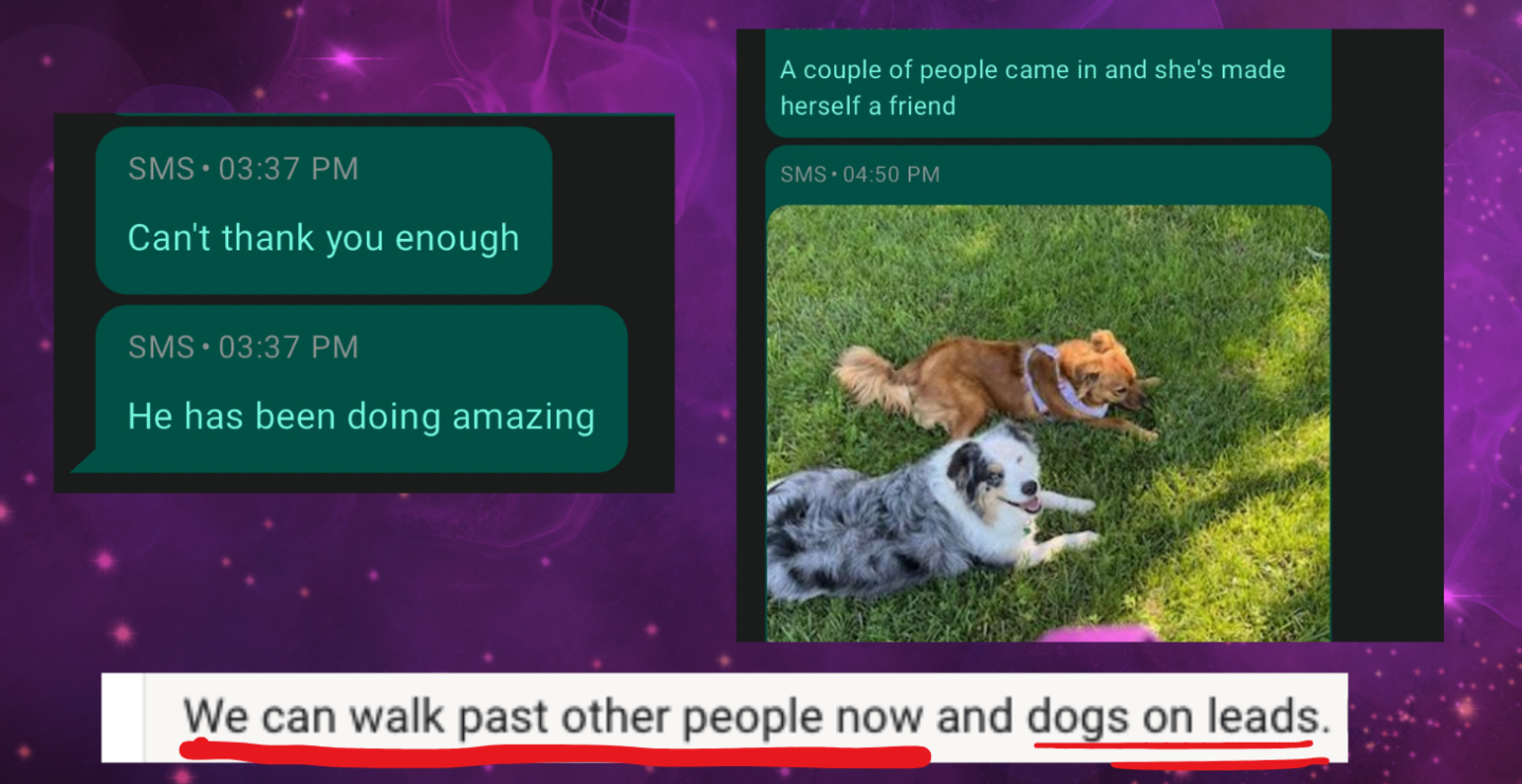 Reactive Dog Transformations