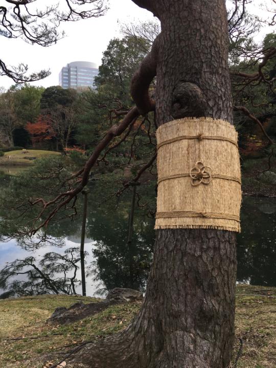 traditional technique to catch bug pest on trees 