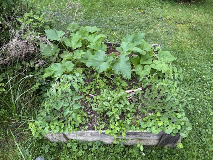 How’s the gardens going? 