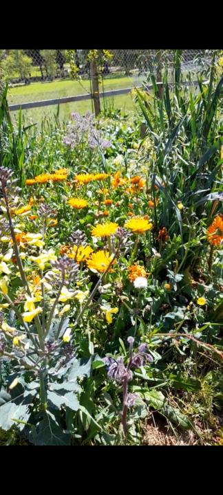 Been AWOL during Spring