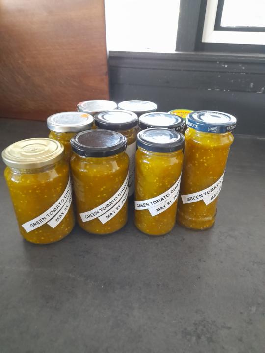 End season tomato harvest