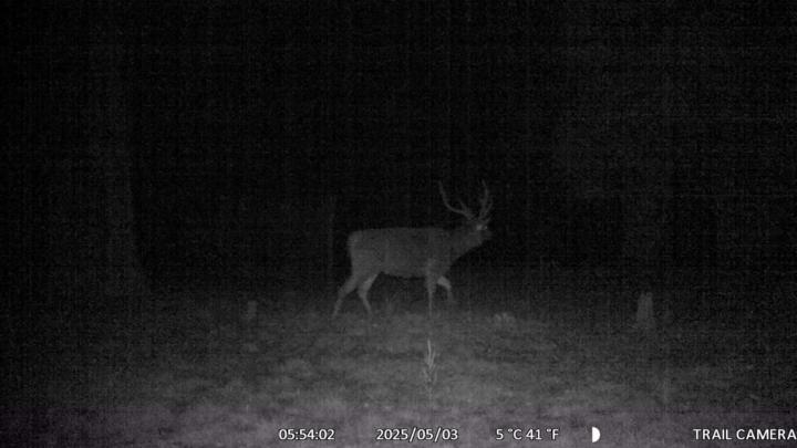 Southern hemisphere unwelcome visitor