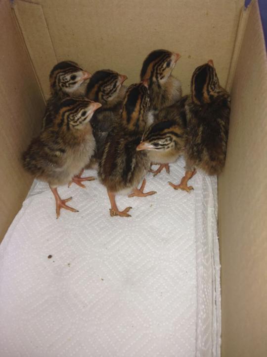 My Babies have arrived!! 