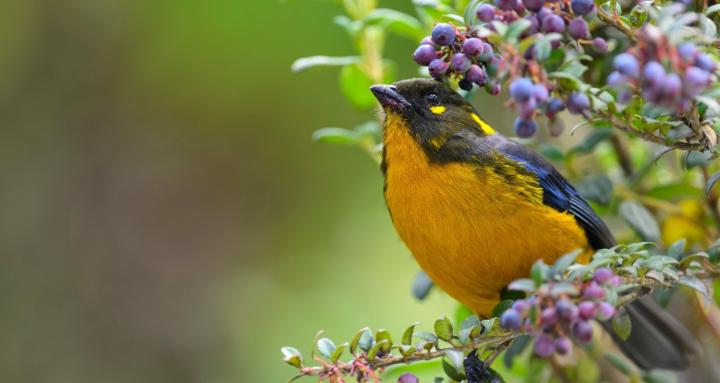 Trade Godz Billionaire Club