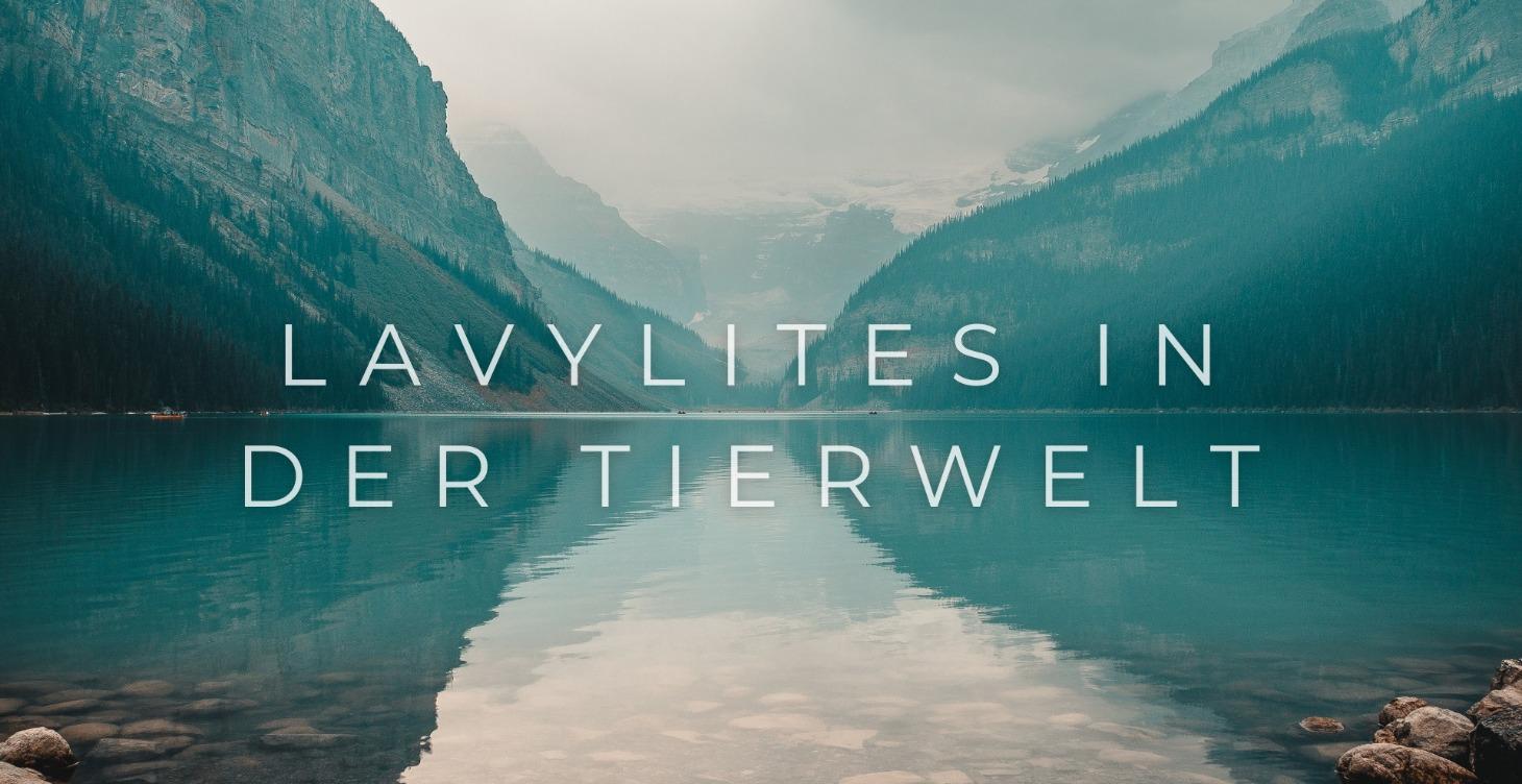 Tiere lieben Lavylites