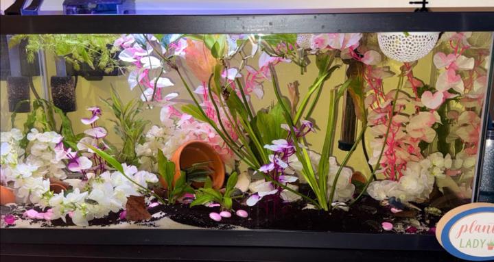 Fish By Storm