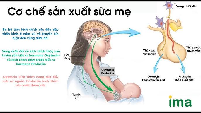 Thử thách 7 ngày kích sữa - Buổi 3: Massage & Phản xạ