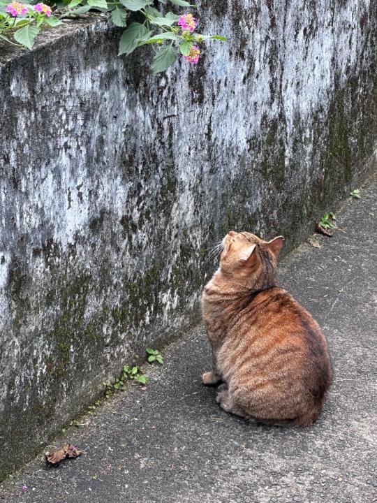 林 芷榆