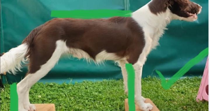 Canine Fitness Course 2026