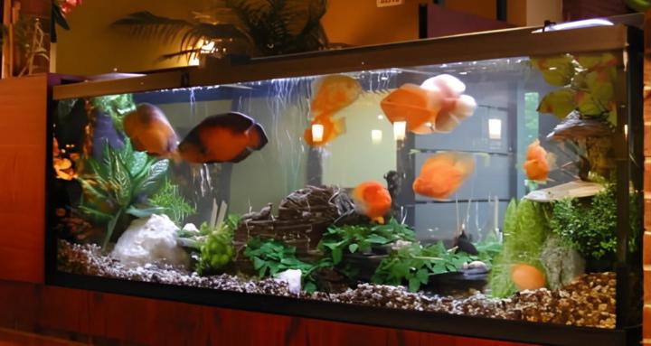 Aquascape With Chiev