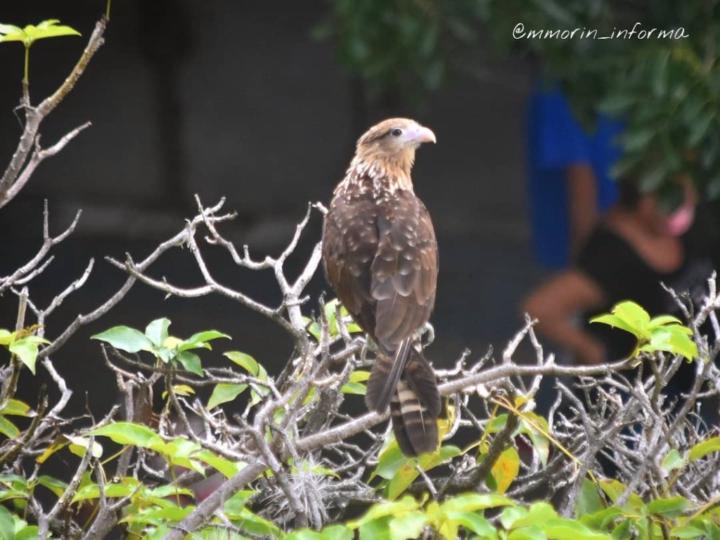 Carlos Gustavo Mogollon Abreu