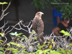 Carlos Gustavo Mogollon Abreu