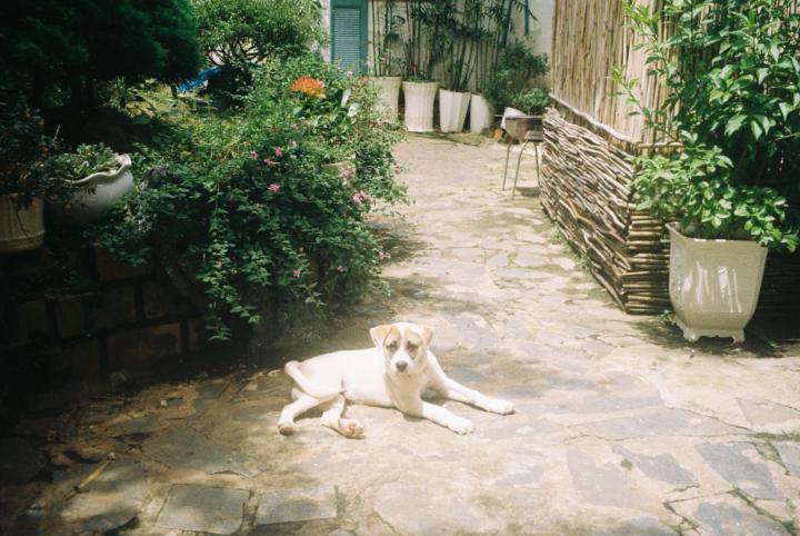 Chi Dao