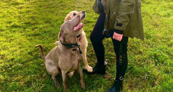Forge & Lead K9 Training