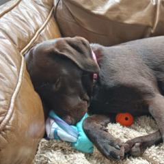 David van der Heijden