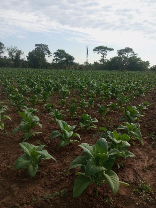 Ngoni Kamuriwo