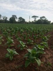 Ngoni Kamuriwo