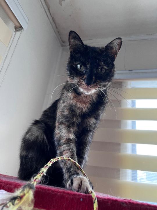 Evangelina Fernández