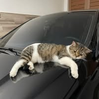 Song Thảo Nguyên Lê