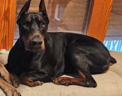 Antonio manuel Bernabe guijarro