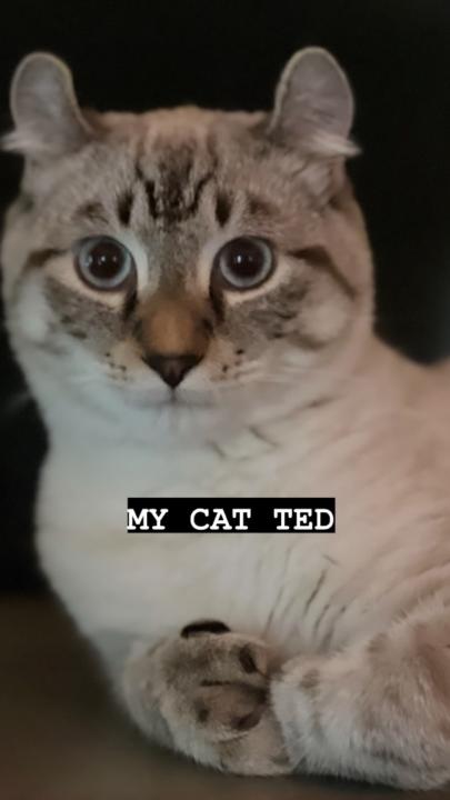 Ted Lynx