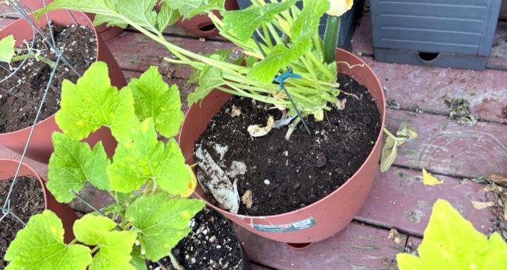 Learn to make money Maxine