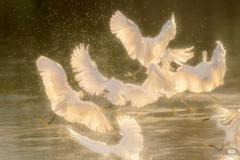 Jumana H