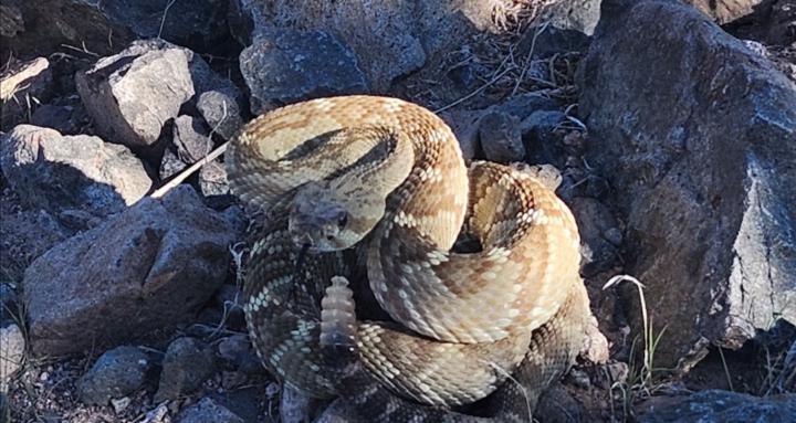 Kristinat's wildlife adventure