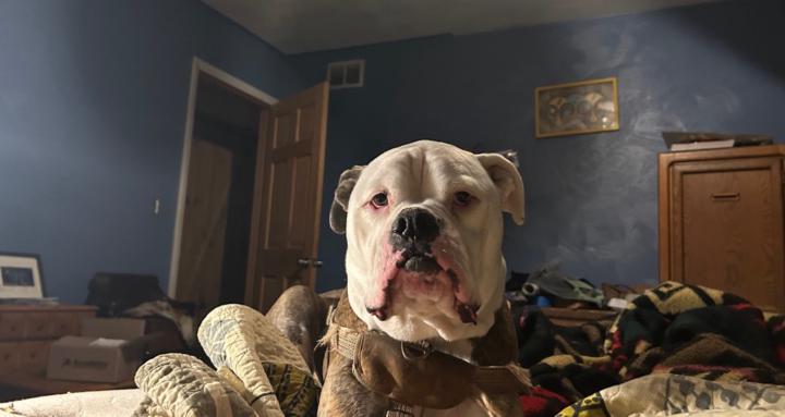 P-Jamily - Heady Homestead