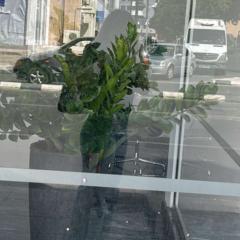 Bianca Mihaela Nechita