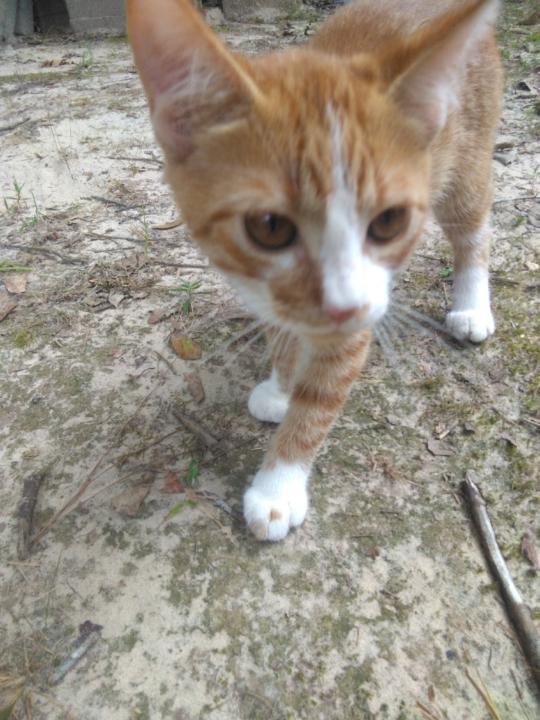 Raemie Christoffersom