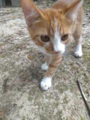 Raemie Christoffersom