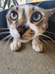 Lisa Mirochna