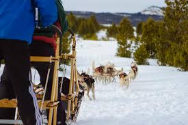 Dog Sledding