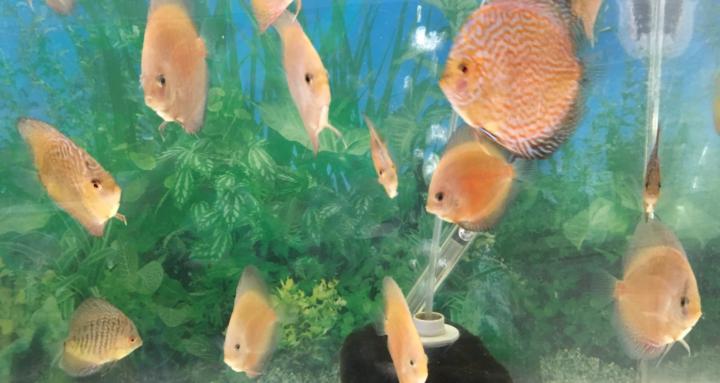 Beginners Fish Keepers