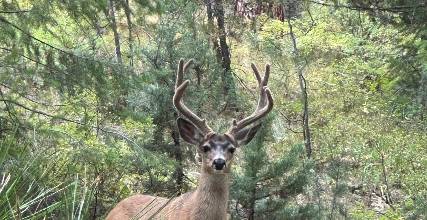 Following signs of deer travel