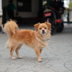 Trọng Đào Ngọc