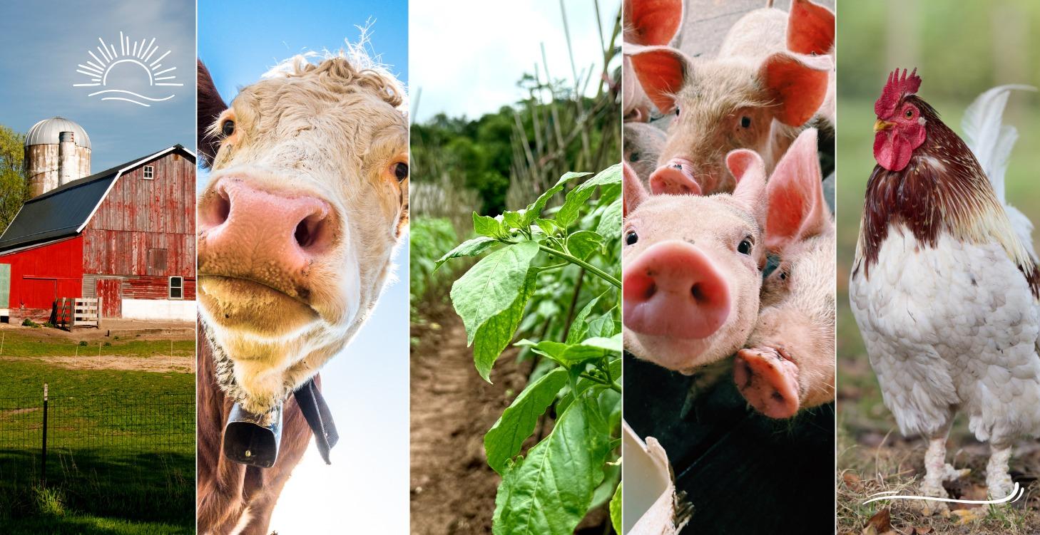 Off-Grid Living: 10-Step Blueprint to Homesteading