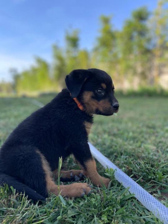 Magnolia Belaissaoui