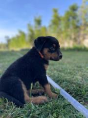 Magnolia Belaissaoui