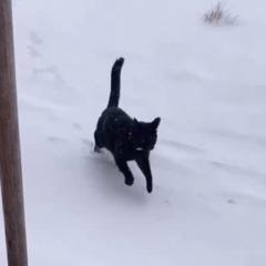 Steve Hambalek