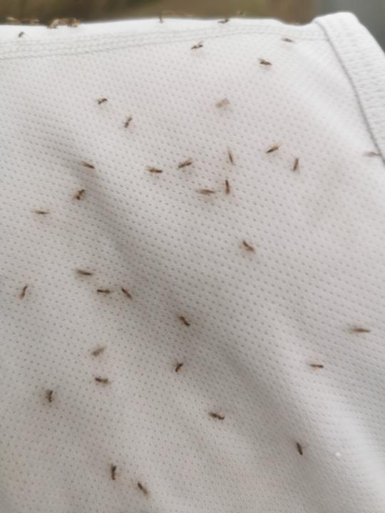 Did I mention flying ants?