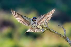 Daniel Jesus Martínez Gutierrez