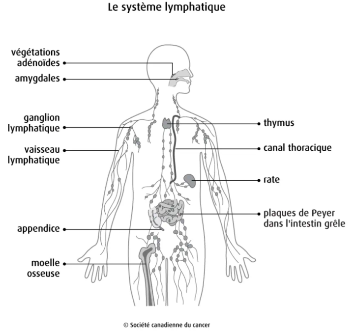 La rate : son rôle et comment la booster avant l'hiver